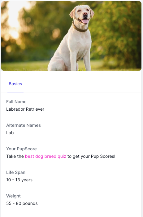 Dog World | Find your puppy homepage