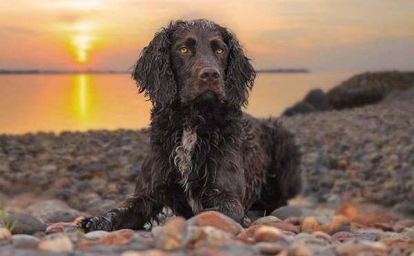 Primary image of American Water Spaniel